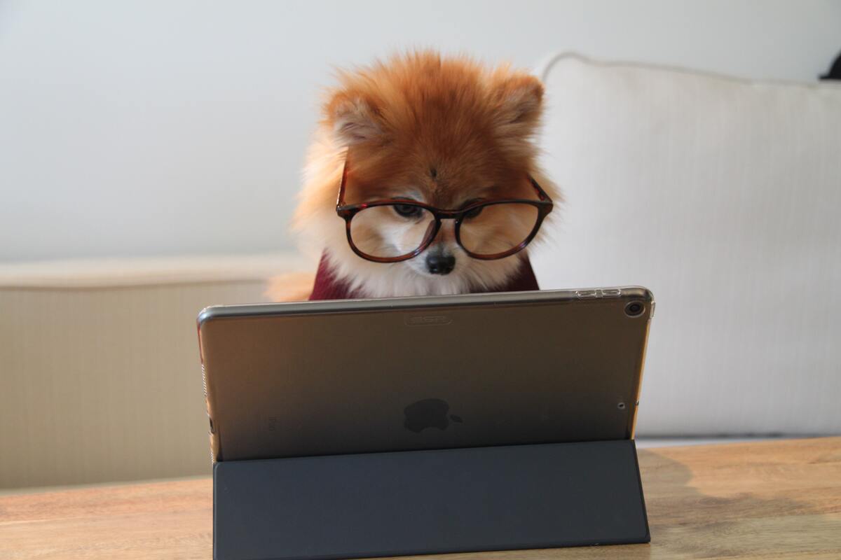 Small dog wearing glasses looks at an Ipad